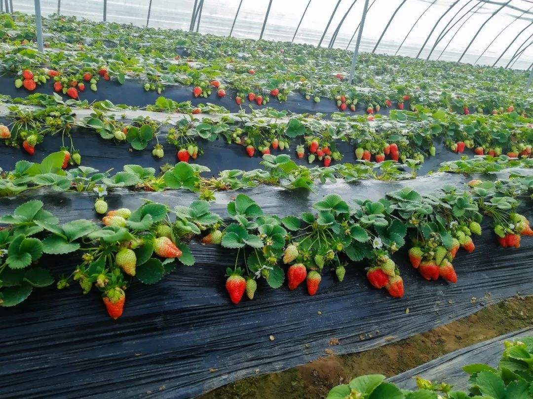 草莓采摘白天摘草莓的手草莓园摘草莓摄影图配图高清摄影大图-千库网