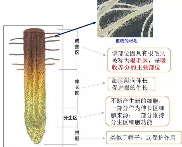 根尖示意图及各分区功能